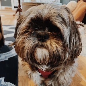 Meet your Posher, Bridgette